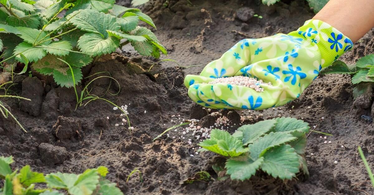 Как правильно сажать клубнику весной в открытый грунт рассадой фото пошагово в домашних условиях